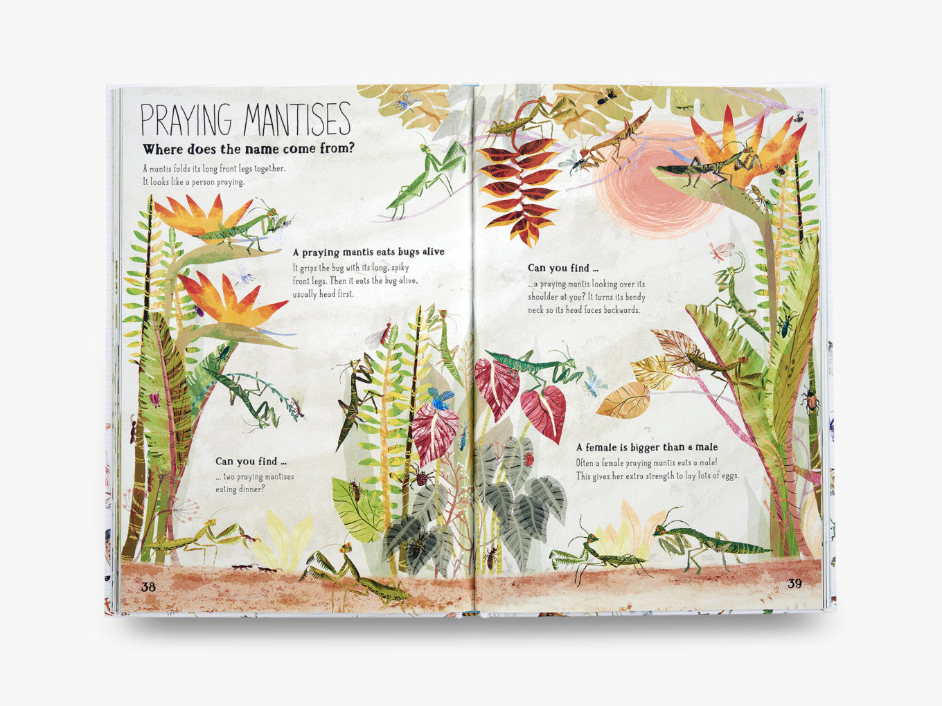 The Big Book of Bugs